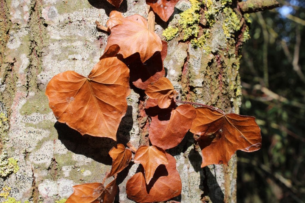 OTOÑO: BIENESTAR Y MINDFULNESS INTEGRAL